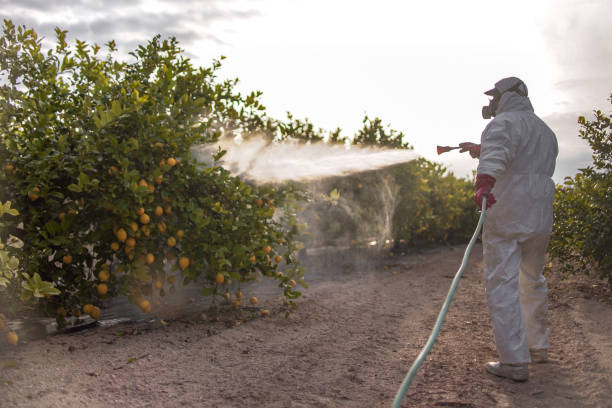 Best Pest Control Near Me  in Mec, CA