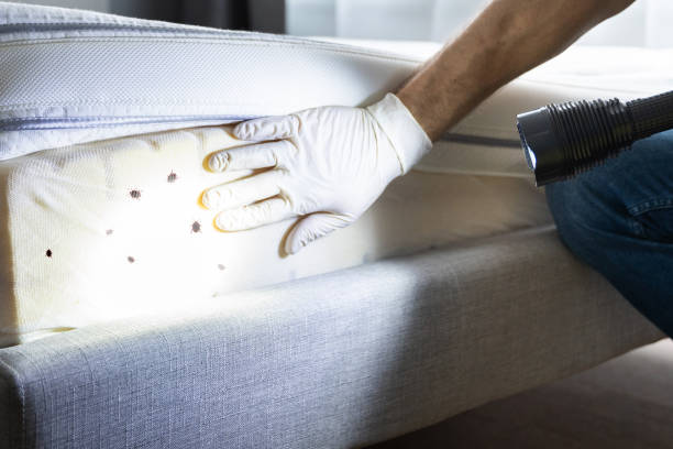 Best Termite Control Services  in Mec, CA