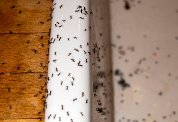 Best Local Pest Control Services  in Mec, CA