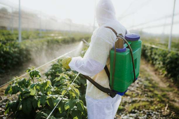 Best Ant Control Services  in Mec, CA